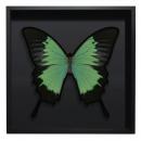 BORBOLETA VERDE II BOX PRETO G 1