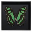 BORBOLETA VERDE III BOX PRETO G 1