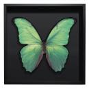 BORBOLETA VERDE IV BOX PRETO G 1