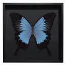 BORBOLETA AZUL II BOX PRETO G 1