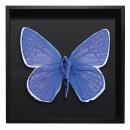 BORBOLETA AZUL IV BOX PRETO G 1